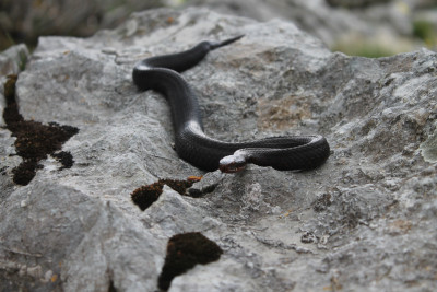 Vipera berus (melanistična)